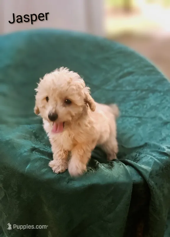Jasper – Poodle - Toy  puppy for sale in Eatonton, GA