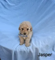 Jasper, a male Poodle - Toy  for sale in Eatonton, GA – Photo 7 of 10