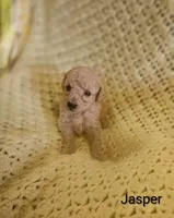 Jasper, a male Poodle - Toy  for sale in Eatonton, GA – Photo 8 of 10