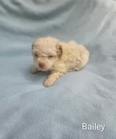 Bailey , a male Cockapoo for sale in Eatonton, GA – 5 of 5