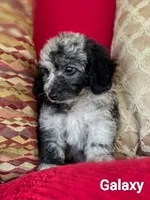 Galaxy, a male Poodle - Miniature  for sale in Eatonton, GA – Photo 9 of 10