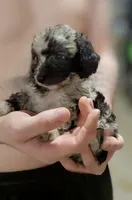 Galaxy, a male Poodle - Miniature  for sale in Eatonton, GA – Photo 4 of 10