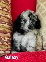 Galaxy, a male Poodle - Miniature  for sale in Eatonton, GA – Photo 3 of 10