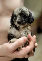Galaxy, a male Poodle - Miniature  for sale in Eatonton, GA – Photo 6 of 10