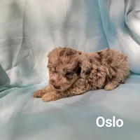 Galaxy, a male Poodle - Miniature  for sale in Eatonton, GA – Photo 10 of 10