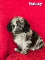 Galaxy, a male Poodle - Miniature  for sale in Eatonton, GA – Photo 1 of 10