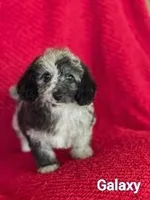 Galaxy, a male Poodle - Miniature  for sale in Eatonton, GA – Photo 8 of 10