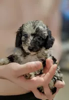 Galaxy, a male Poodle - Miniature  for sale in Eatonton, GA – Photo 7 of 10