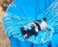 Beauty , a female Cockapoo for sale in Eatonton, GA – 9 of 10