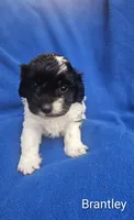 Brantley , a male Cockapoo for sale in Eatonton, GA – 2 of 6