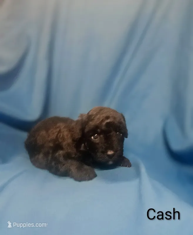 Cash – Poodle - Toy  puppy for sale in Eatonton, GA