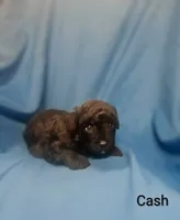 Cash, a male Poodle - Toy  for sale in Eatonton, GA – 1 of 7