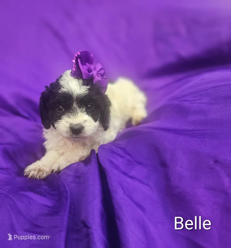 Belle – Cockapoo puppy for sale in Eatonton, GA