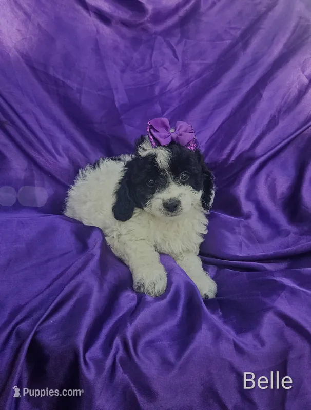 Belle – Cockapoo puppy for sale in Eatonton, GA