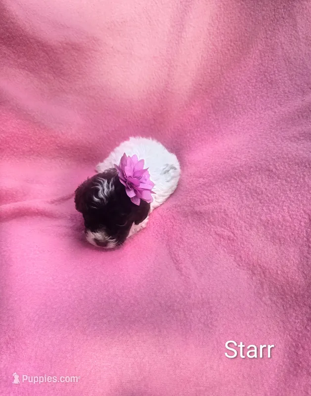 Starr – Cockapoo puppy for sale in Eatonton, GA