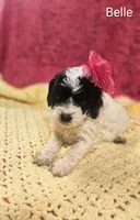 Belle, a female Cockapoo for sale in Eatonton, GA – 3 of 5