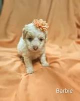 Barbie, a female Cockapoo for sale in Eatonton, GA – 2 of 5