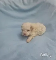 Bailey , a male Cockapoo for sale in Eatonton, GA – 4 of 5