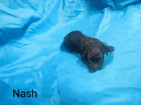 Nash, a male Poodle - Toy  for sale in Eatonton, GA – 4 of 6