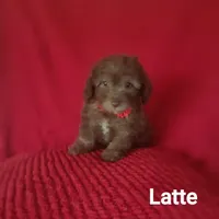 Latte, a female Poodle - Miniature  for sale in Eatonton, GA – Photo 6 of 10
