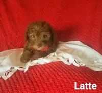 Latte, a female Poodle - Miniature  for sale in Eatonton, GA – Photo 3 of 10