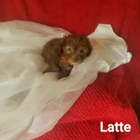 Latte, a female Poodle - Miniature  for sale in Eatonton, GA – Photo 8 of 10