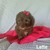 Latte, a female Poodle - Miniature  for sale in Eatonton, GA – Photo 9 of 10