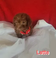 Latte, a female Poodle - Miniature  for sale in Eatonton, GA – Photo 7 of 10