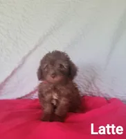 Latte, a female Poodle - Miniature  for sale in Eatonton, GA – Photo 4 of 10