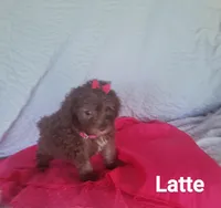 Latte, a female Poodle - Miniature  for sale in Eatonton, GA – Photo 5 of 10