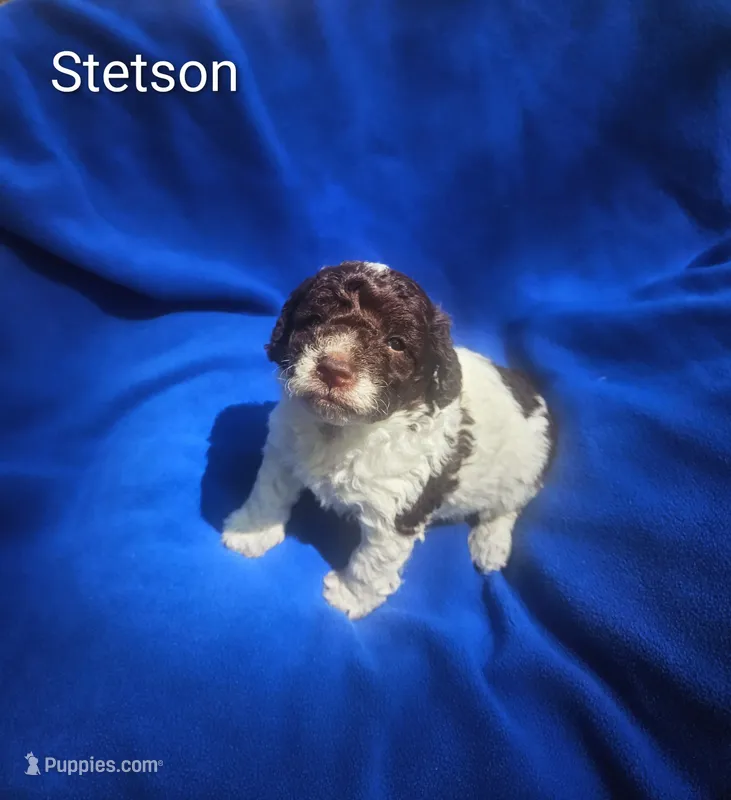 Stetson – Cockapoo puppy for sale in Eatonton, GA