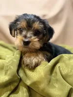Conan, a male Yorkshire Terrier for sale in Tulare, CA – Photo 3 of 3