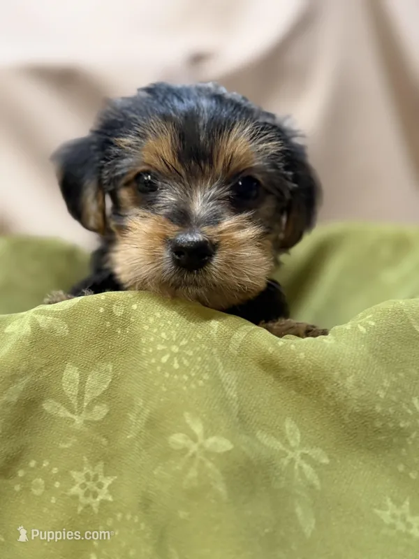 Conan – Yorkshire Terrier puppy for sale in Tulare, CA