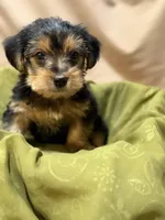 Conan, a male Yorkshire Terrier for sale in Tulare, CA – Photo 2 of 3