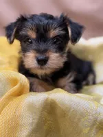 Liam, a male Yorkshire Terrier for sale in Tulare, CA – Photo 3 of 3