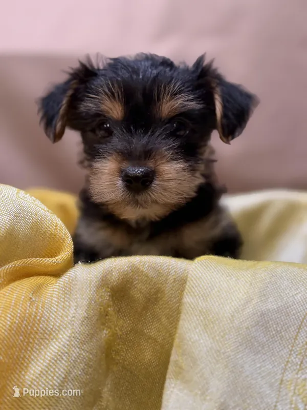 Liam – Yorkshire Terrier puppy for sale in Tulare, CA