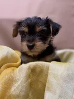 Liam, a male Yorkshire Terrier for sale in Tulare, CA – Photo 2 of 3