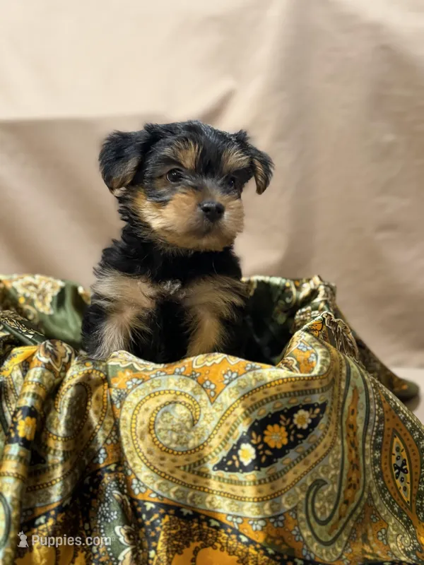 Bruce – Yorkshire Terrier puppy for sale in Tulare, CA