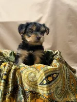 Bruce, a male Yorkshire Terrier for sale in Tulare, CA – Photo 1 of 3