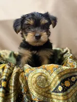 Bruce, a male Yorkshire Terrier for sale in Tulare, CA – Photo 2 of 3