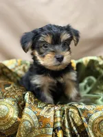 Bruce, a male Yorkshire Terrier for sale in Tulare, CA – Photo 3 of 3