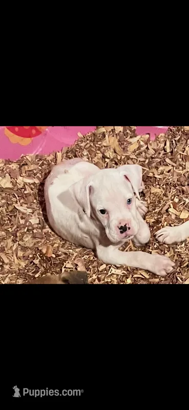 orange coller – Boxer puppy for sale in Mount Morris, PA
