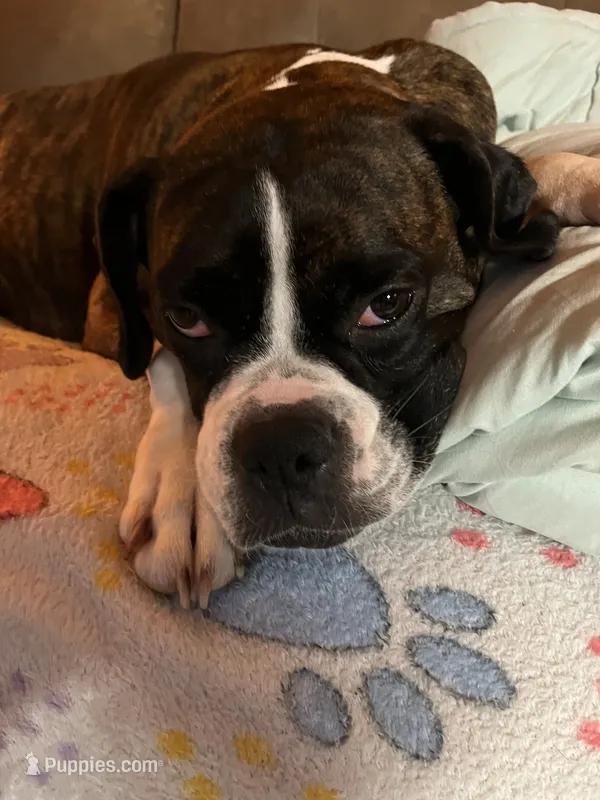 Sugar Ray – Boxer puppy for sale in Mount Morris, PA