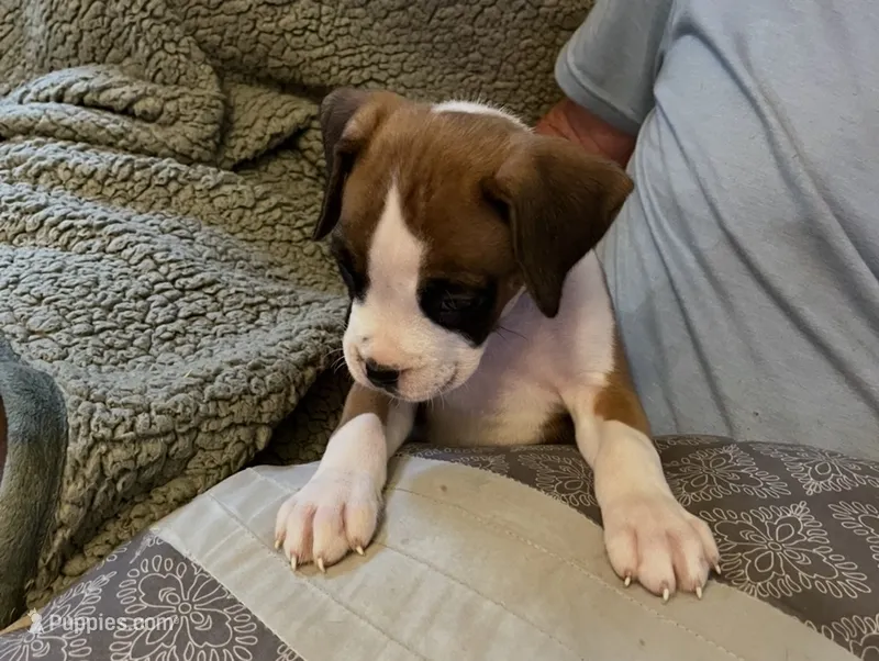 Fawn orange – Boxer puppy for sale in Mount Morris, PA