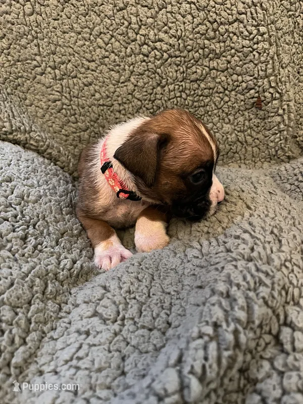 Pink Coller Fawn – Boxer puppy for sale in Mount Morris, PA