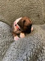 Pink Coller Fawn, a female Boxer for sale in Mount Morris, PA – 1 of 1
