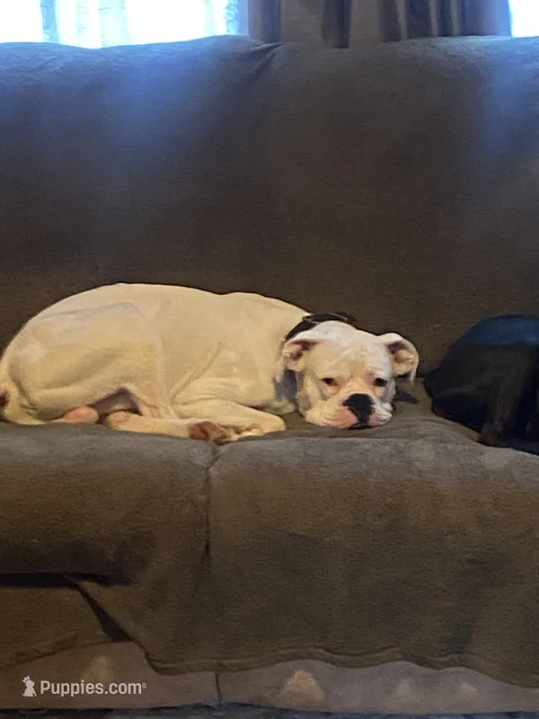 Tyson Ray – Boxer puppy for sale in Mount Morris, PA