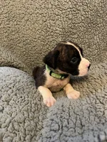 Brindle Green Coller, a female Boxer for sale in Mount Morris, PA – 1 of 1