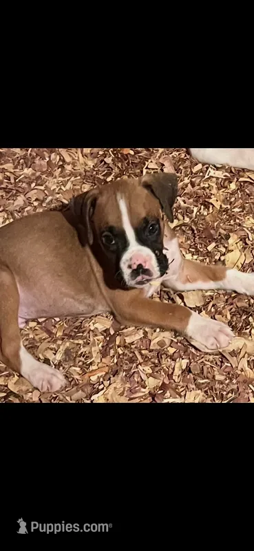 Pink Coller Fawn – Boxer puppy for sale in Mount Morris, PA