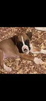 Pink Coller Fawn, a male Boxer for sale in Mount Morris, PA – 1 of 1